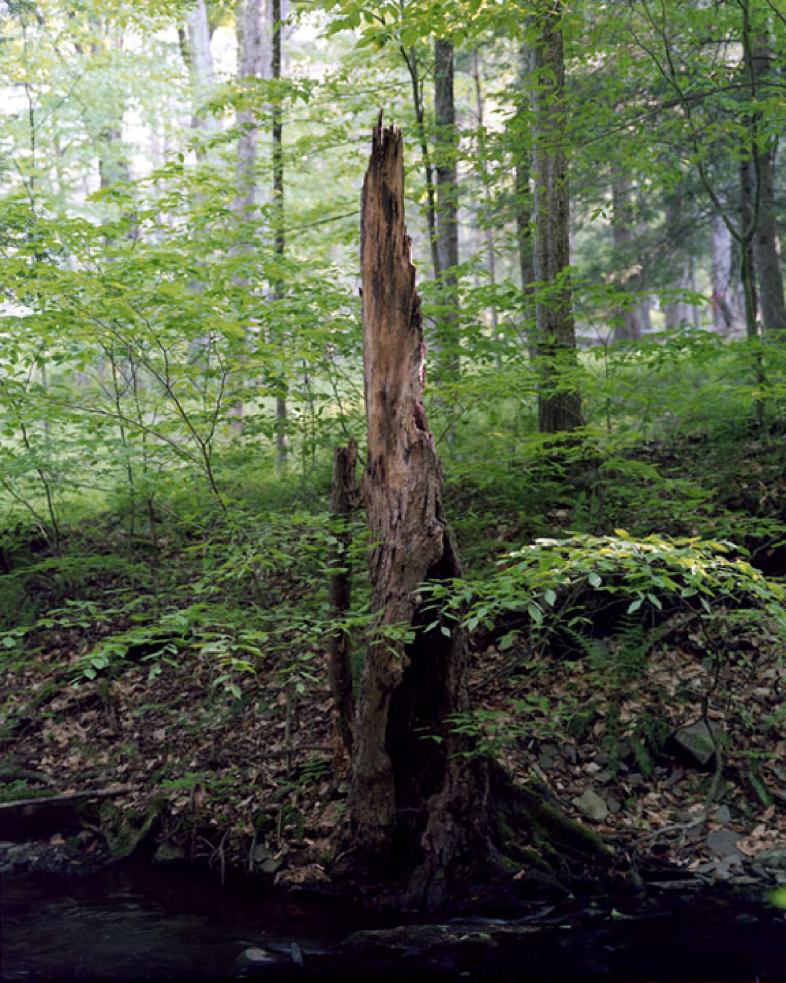 [Janelle Lynch, From the Catskill Mountains: BPAC Artist in Residence Entry June 1, 2013]